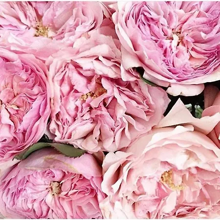 Διαμέρισμα Ultimate Dream *