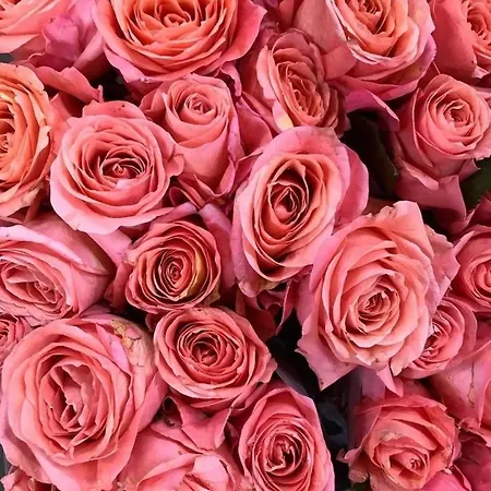 Ultimate Dream Διαμέρισμα *