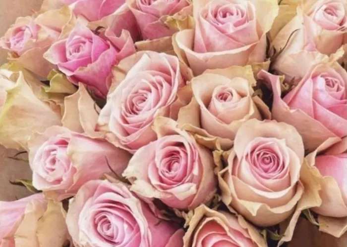 Ultimate Dream Appartamento